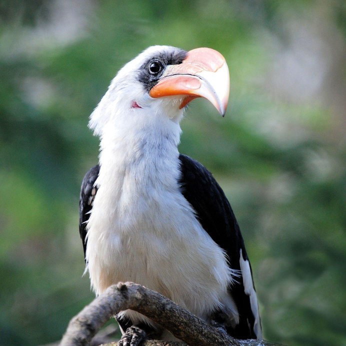 Great Hornbill лапки