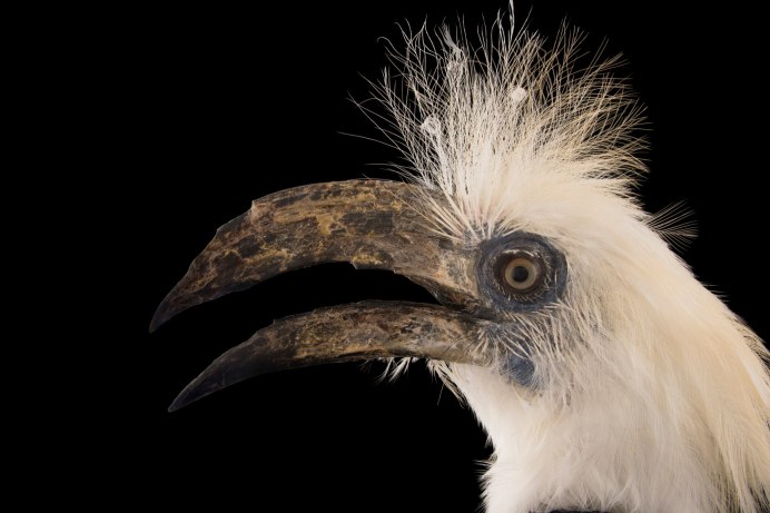 Калао птица