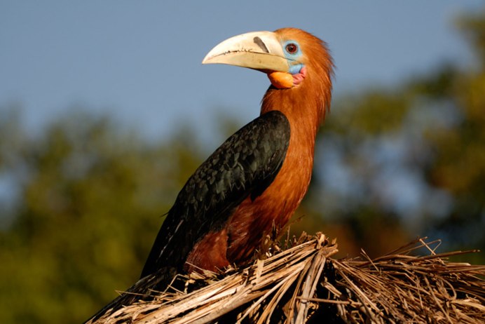 Птица с необычным клювом