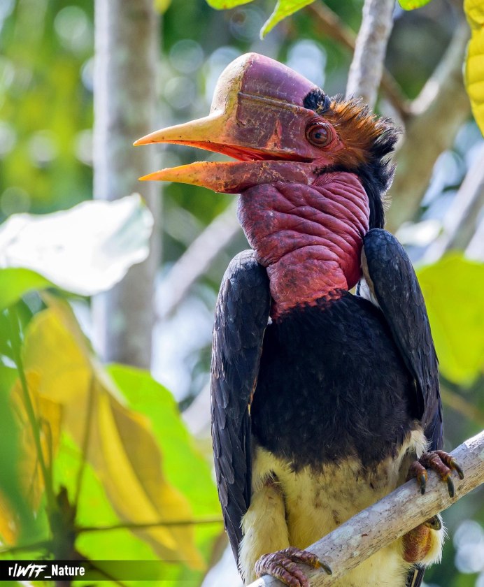 Птица носорог Индонезия