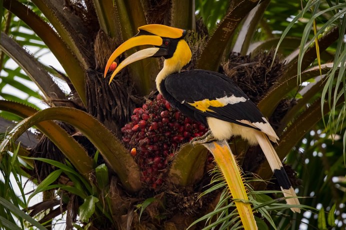 Птицы Индонезии