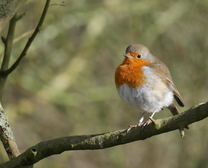 Зяблик (fringilla COELEBS)