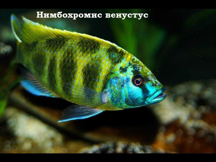 Уара рыбка