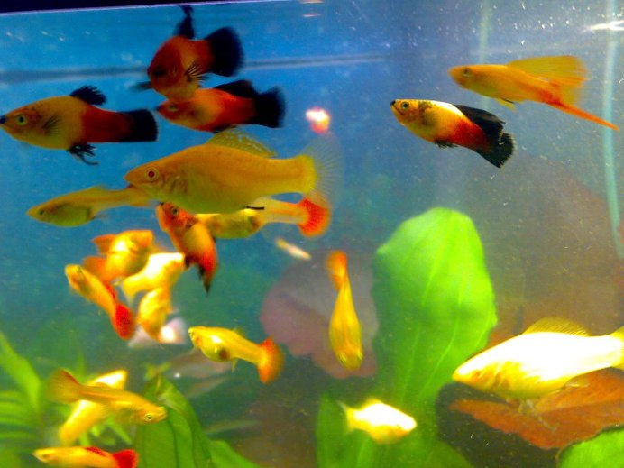 Пецилия высокоплавничная