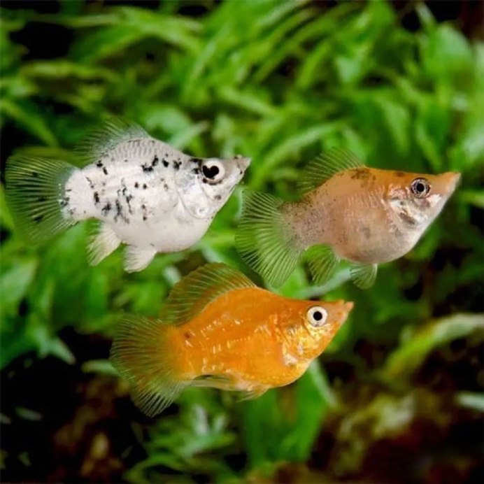 Моллинезия сфенопс аквариумная
