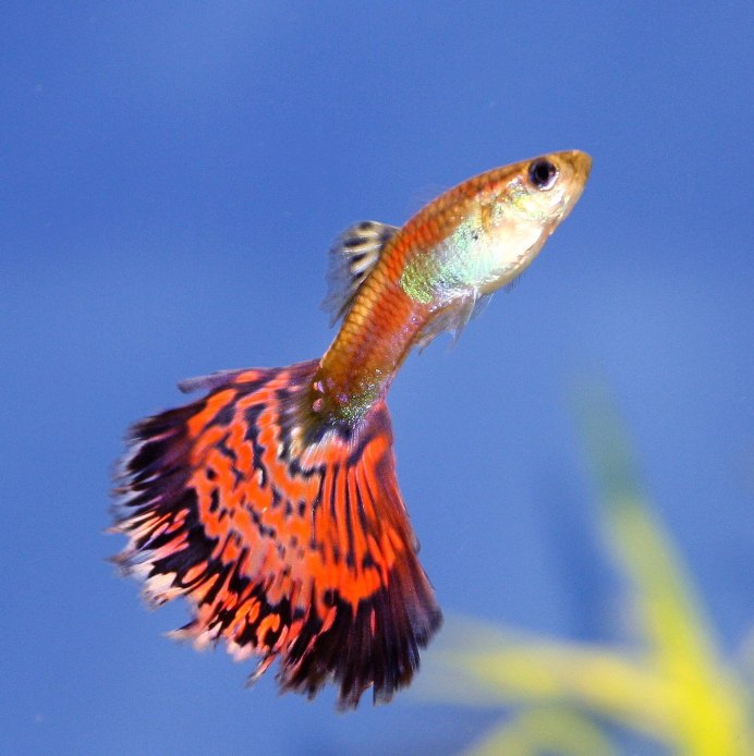 Пецилия Золотая Комета