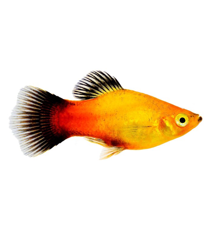 Пецилия Гавайская