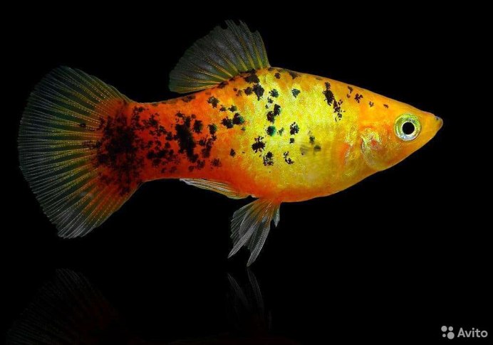 Пецилия трехцветная