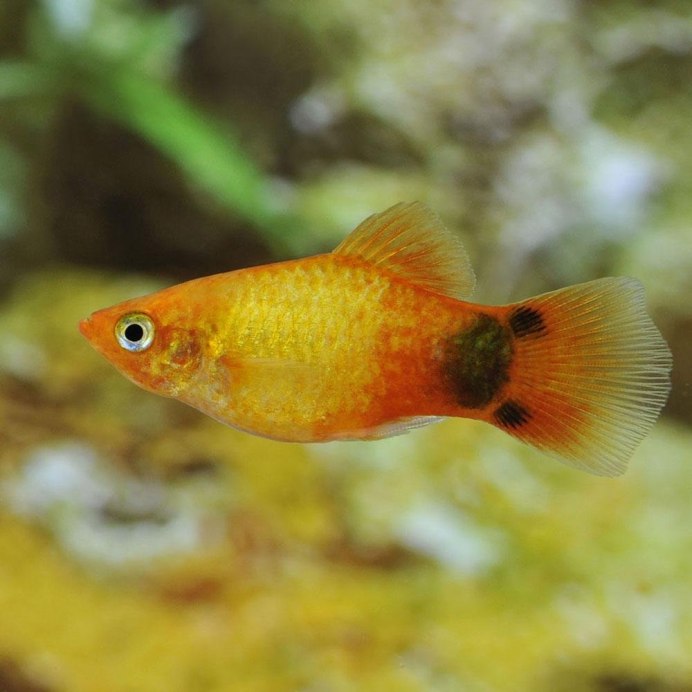 Пецилия самец и самка