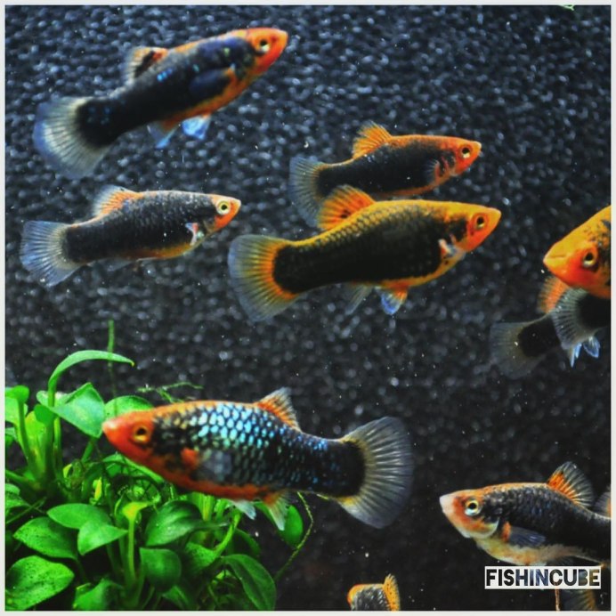 Пецилия трехцветная