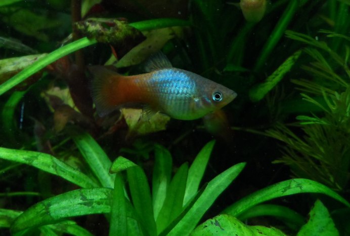 Пецилия чернохвостая