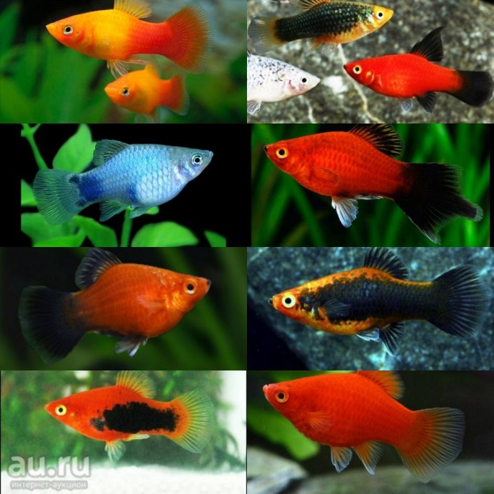 Меченосец Велифера