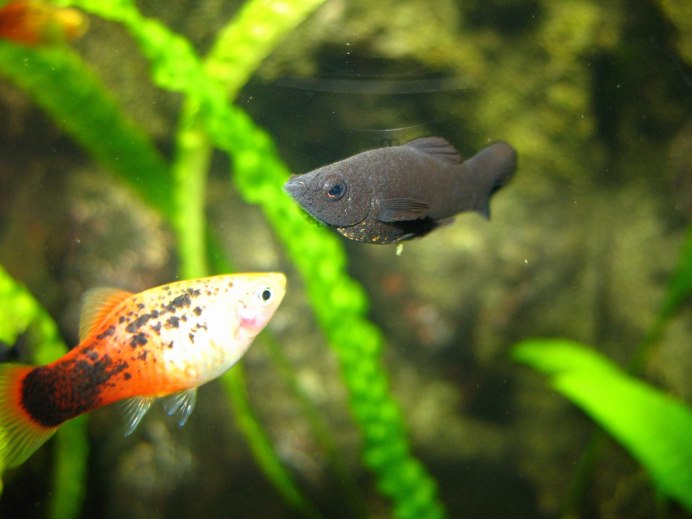 Молли баллон (моллинезии)