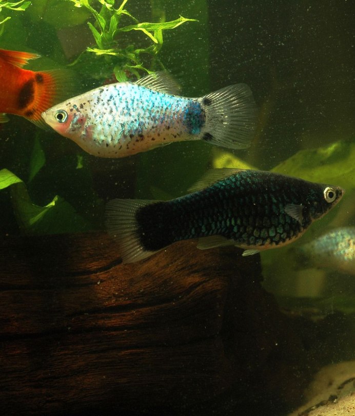 Моллинезия латипина