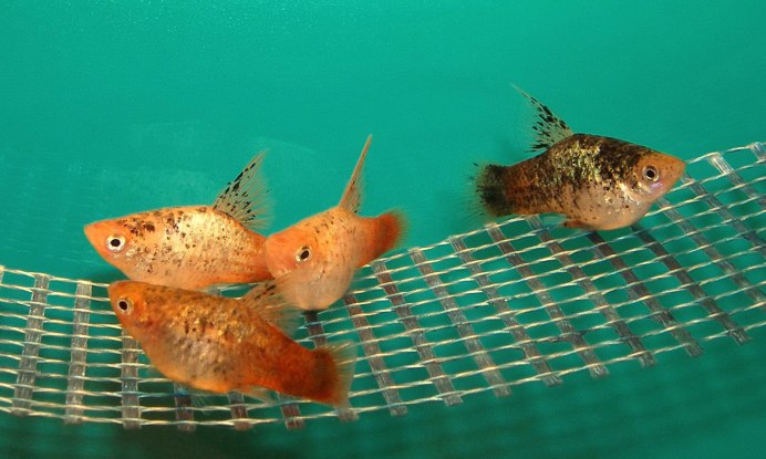 Пецилия голубая Микки