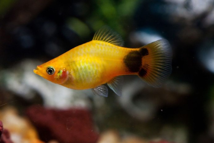 Пецилия Рижская трехцветная