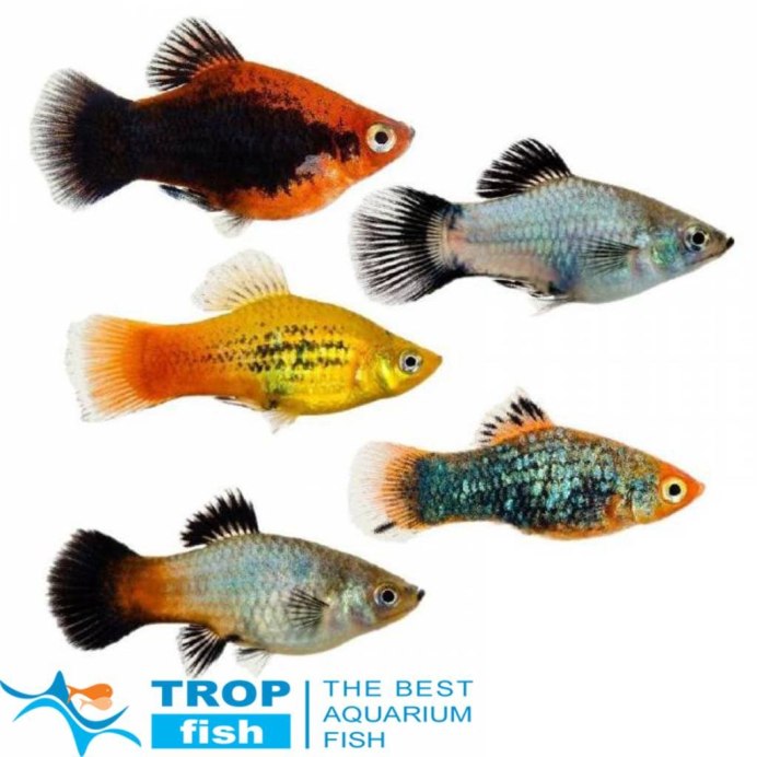 Пецилия Сансет коралл