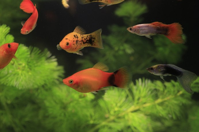 Пецилия,гуппи, Моллинезия,меченосец