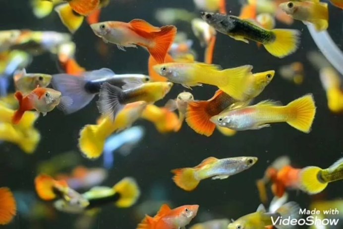 Пецилия Рижская