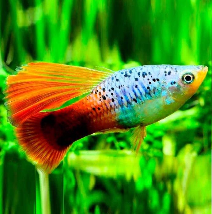 Пецилия Гавайи