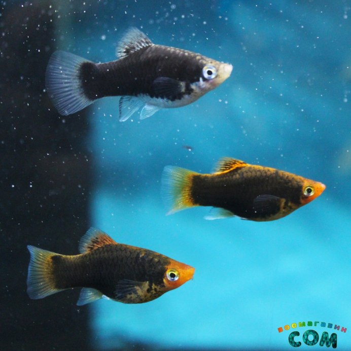 Аквариумная рыбка Пецилия Сансет