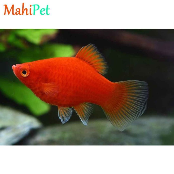 Пецилия белая