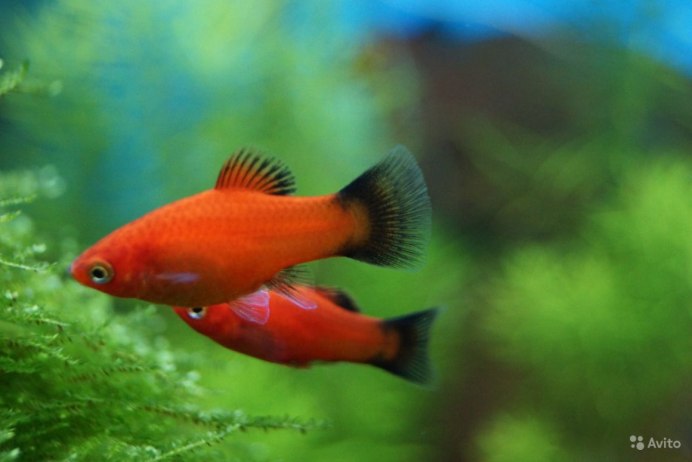 Пецилия Золотая Комета