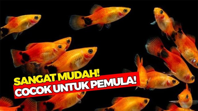 Рыба гуппи ассорти