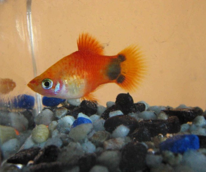 Мальки гавайской пецилии