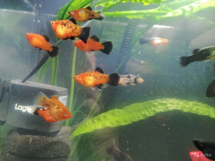 Пецилия красная чернохвостая