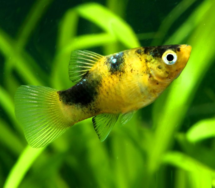 Пецилия аквариумная рыбка