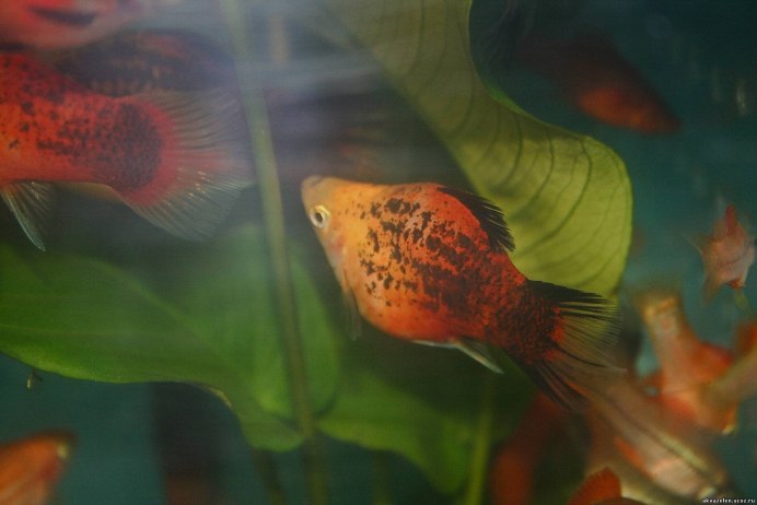 Пецилия редиска