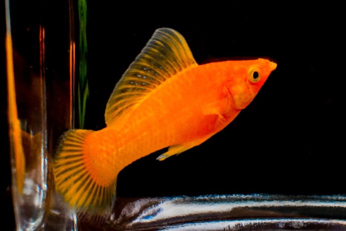 Пецилия дисковая красная