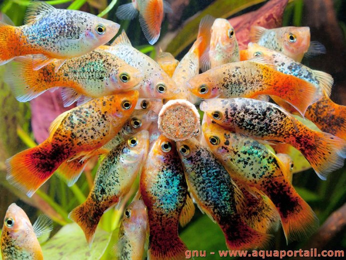 Пецилия Рижская флаговая