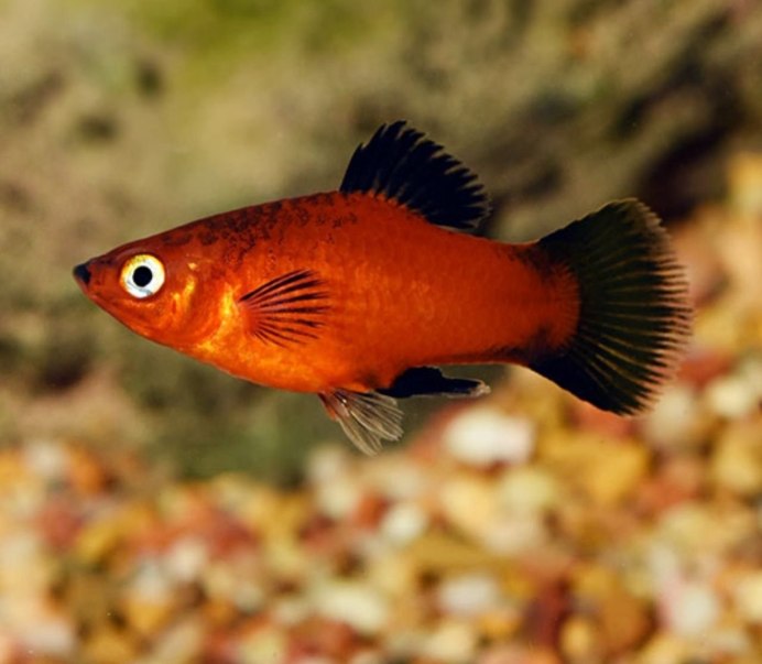 Пецилия Гавайская высокоплавничная