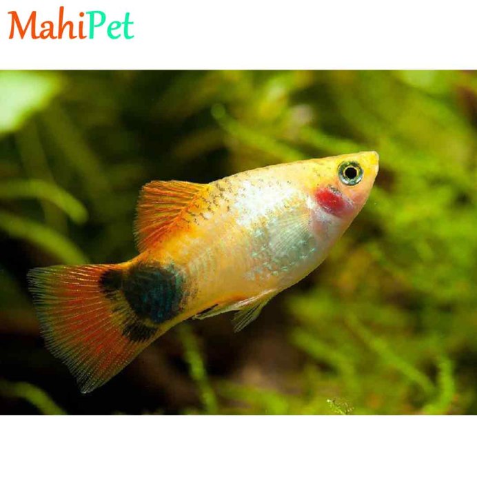 Пецилия красная чернохвостая