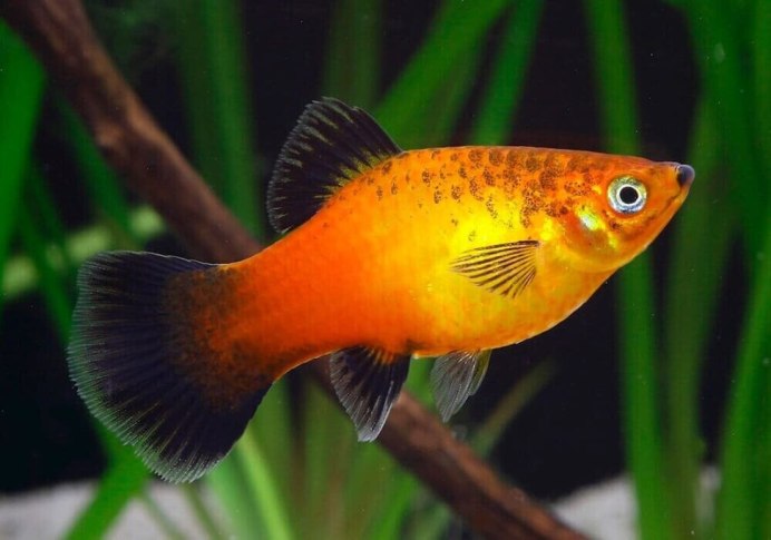 Пецилия красная