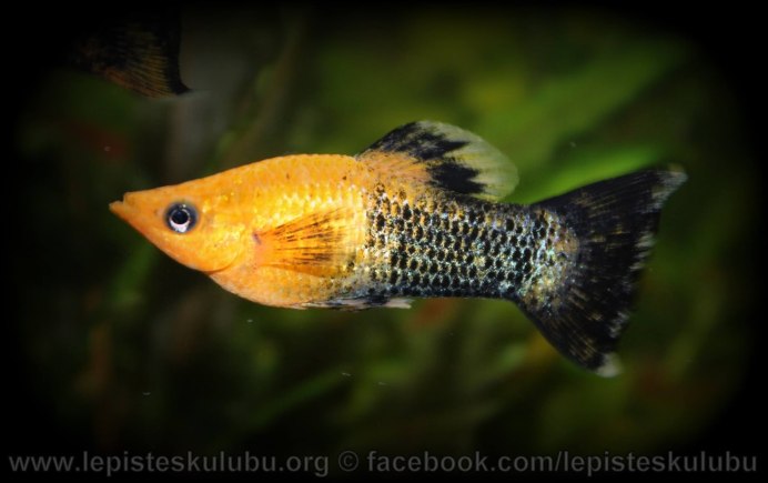 Пецилия голубая ситцевая