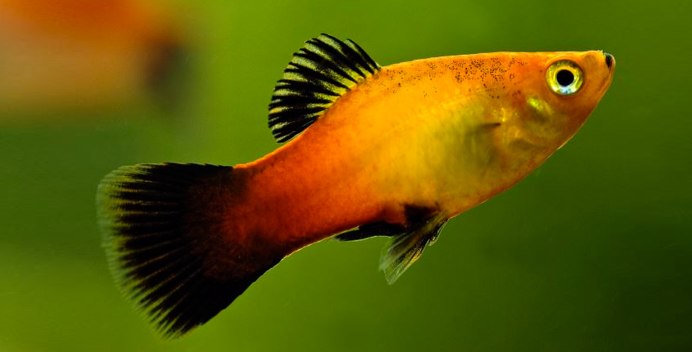 Моллинезии аквариумные рыбки