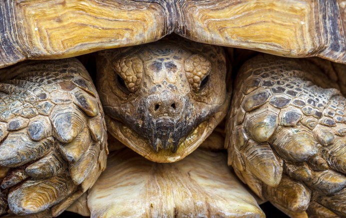 Sternotherus carinatus
