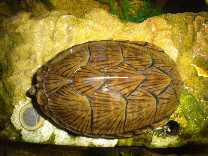 Graptemys nigrinoda