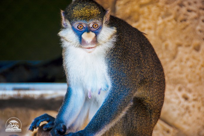 Cercopithecus MITIS