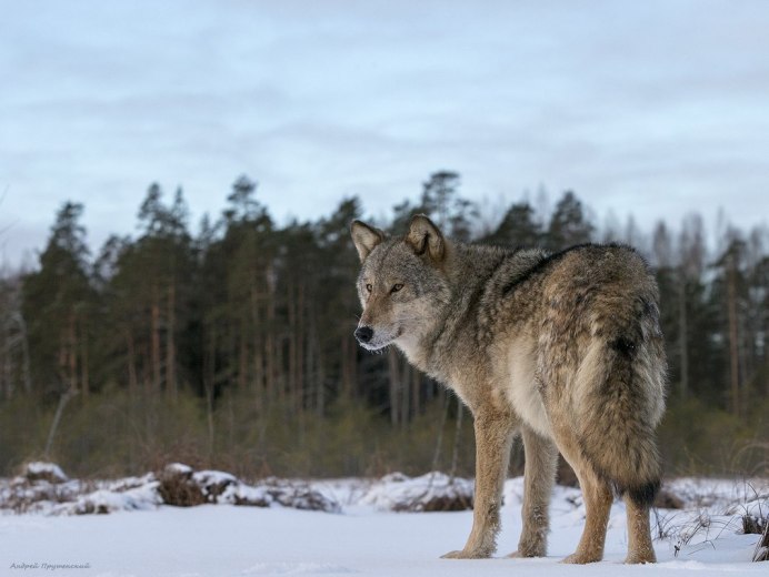 Волк canis Lupus
