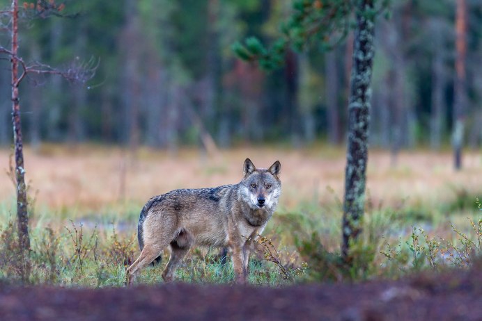 Серый волк canis Lupus
