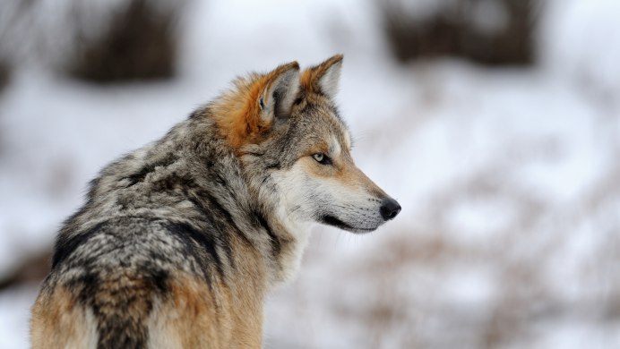 Волк в еловом лесу