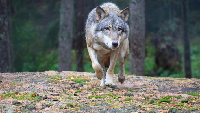 Волки в Нижегородской области