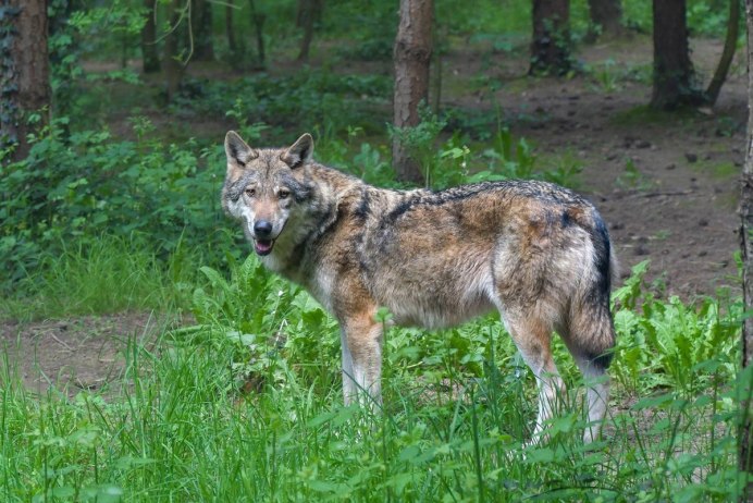 Хаски в Карелии лето
