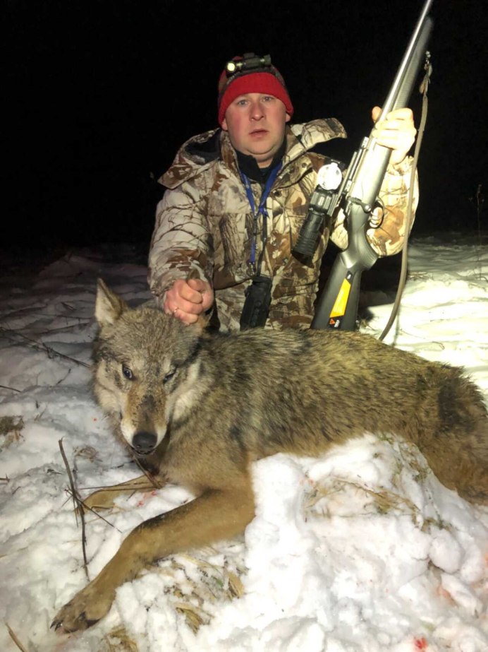 Волчица в зоопарке