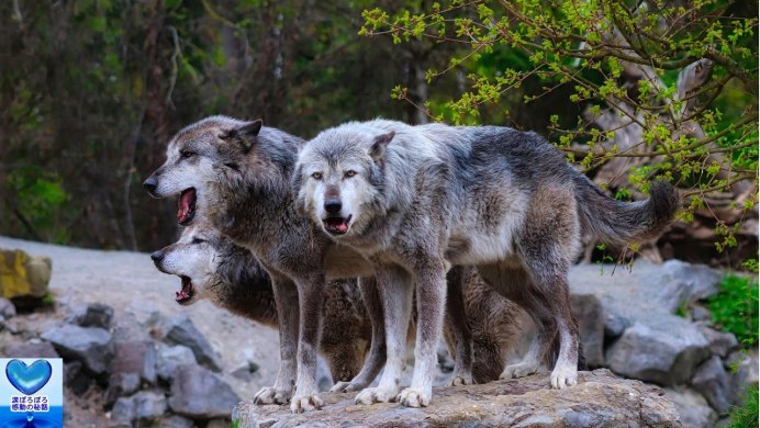 Сериал стая Волков