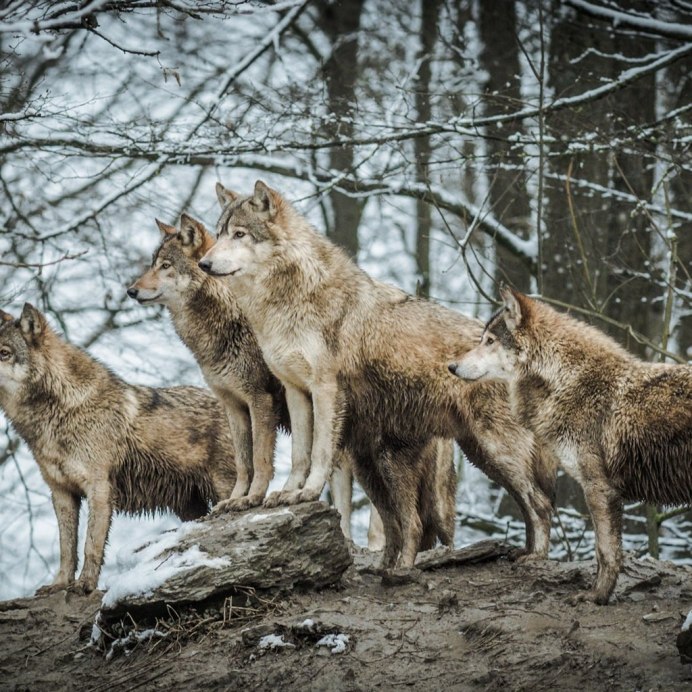 Волки в Курской области